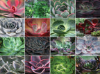 CASSE-TÊTE 750 OU 1000 PIÈCES - COLORFUL COLLAGES ASST