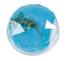 GLUE FOSSILES DE DINOSAURES ASST