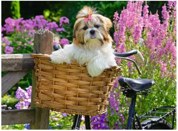RAVENSBURGER CASSE-TÊTE 100 PIÈCES XL - ADORABLE PETIT CHIEN #12001731