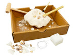 BUKI DÉCOUVERTES - DIG'KIT - COQUILLAGES