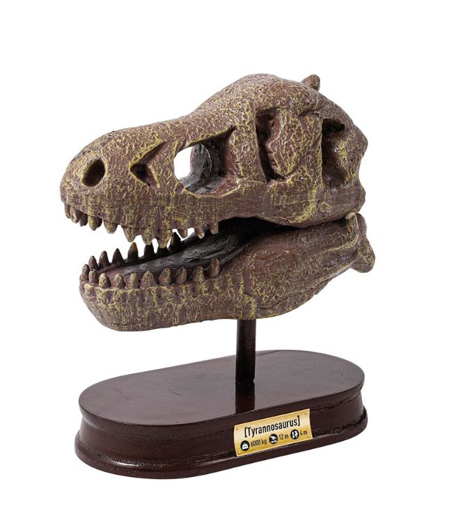 BUKI MUSEUM SKULLS - T-REX