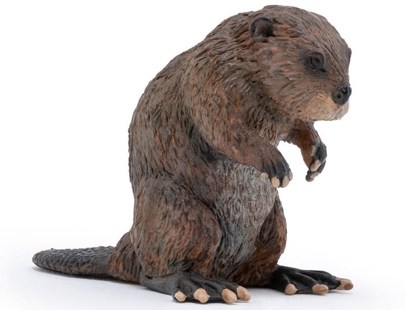 PAPO - BEAVER #50110