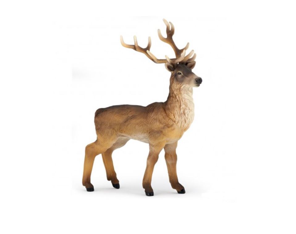 PAPO - CERF #53008