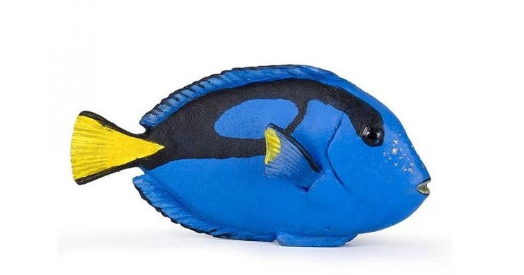 PAPO - SURGEONFISH #56024