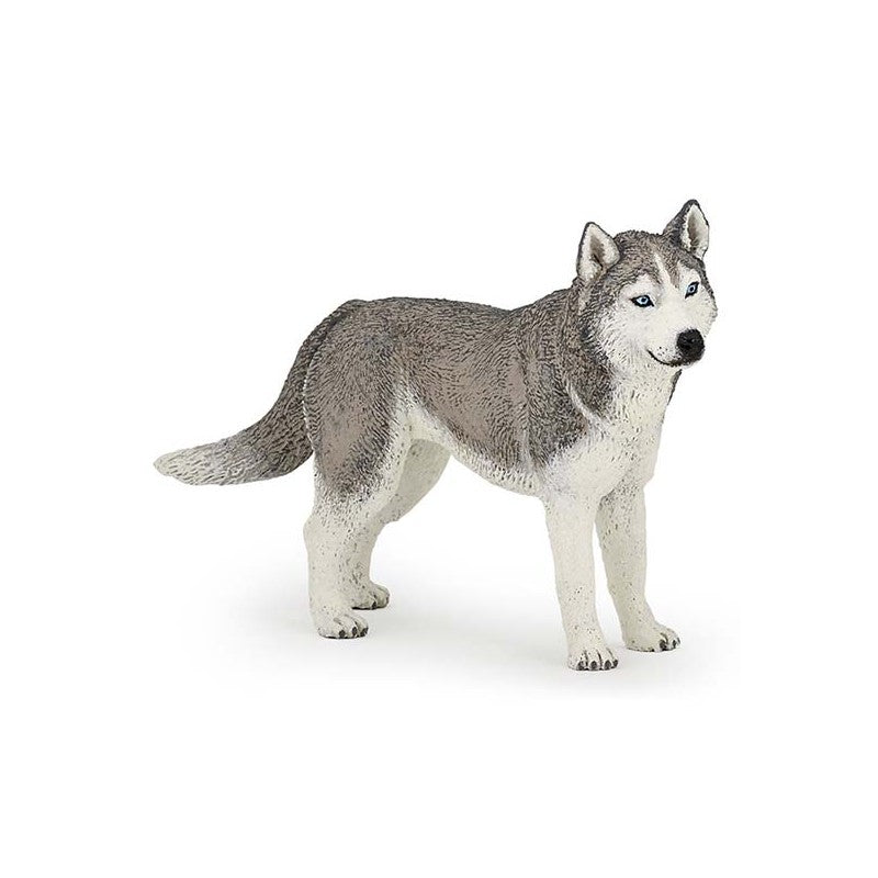 PAPO - SIBERIAN HUSKY #54035