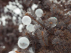 CRAZY ICE BUBBLES - BULLES D'HIVER