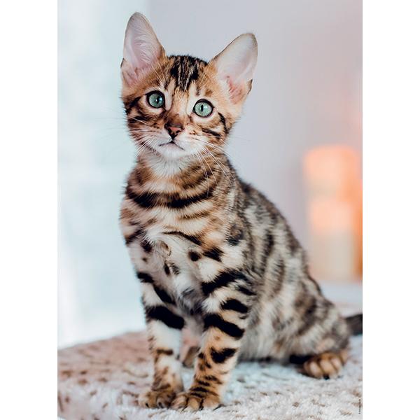 NATHAN JIGSAW PUZZLE 500 PIECES - BENGAL KITTEN #76-00965