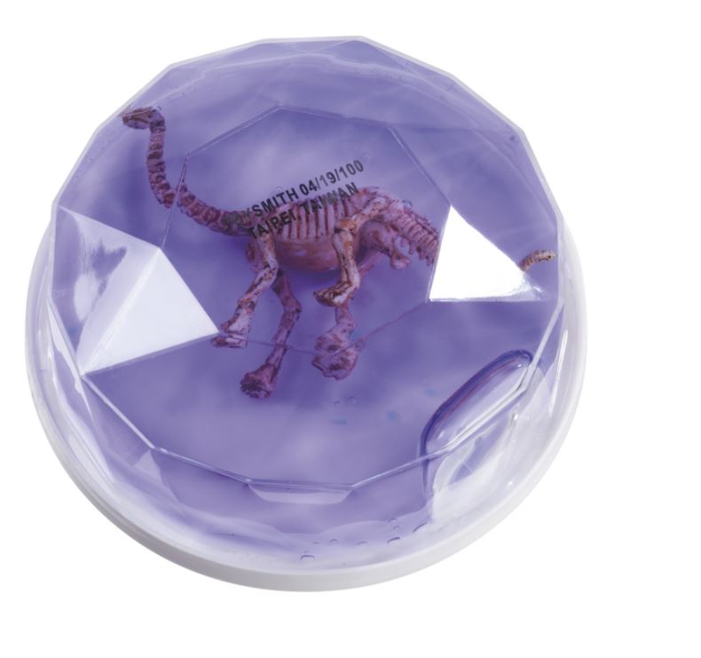 GLUE FOSSILES DE DINOSAURES ASST