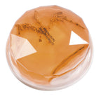 GLUE FOSSILES DE DINOSAURES ASST